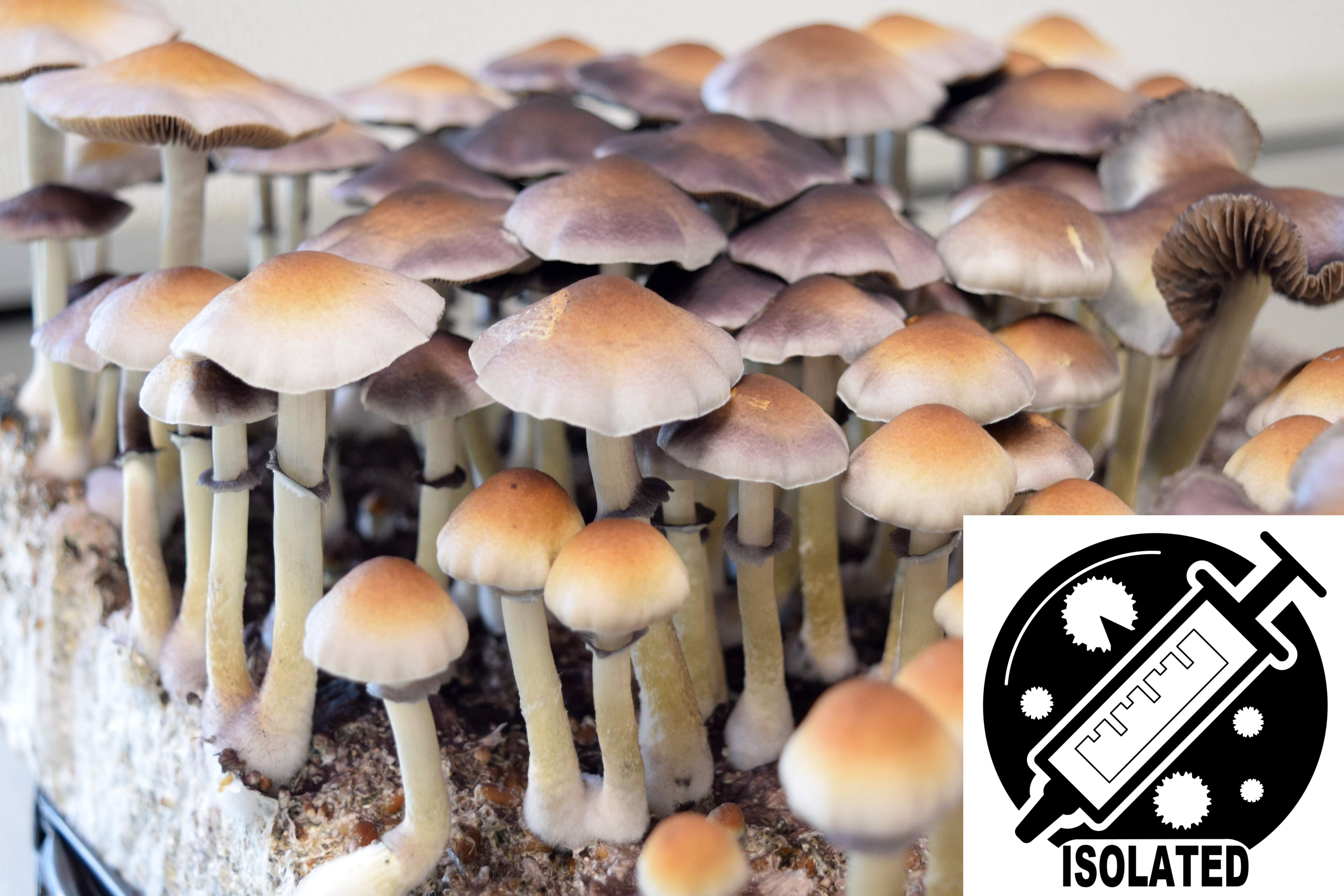  Psilocybe aff. natalensis (ochraceocentrata) : Natal Super Strain Spore Isolate Syringe